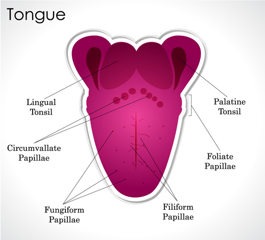tongue-papillae